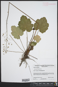 Heuchera americana image