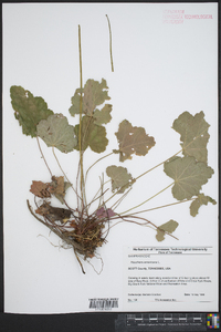 Heuchera americana image