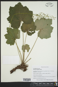 Heuchera longiflora image