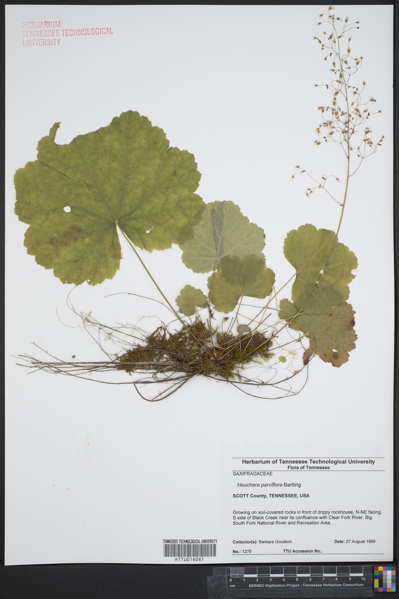 Heuchera parviflora image