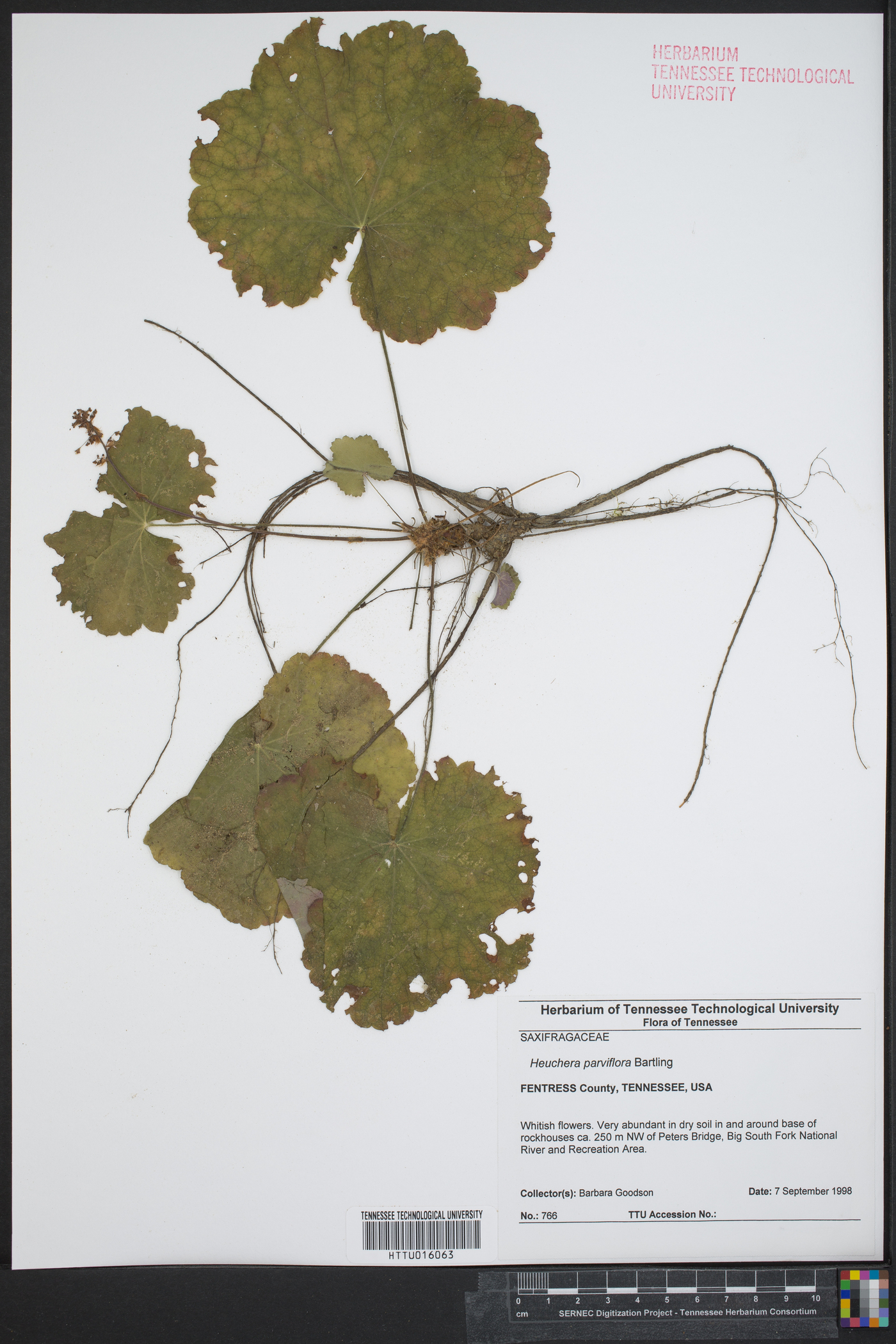 Heuchera parviflora image