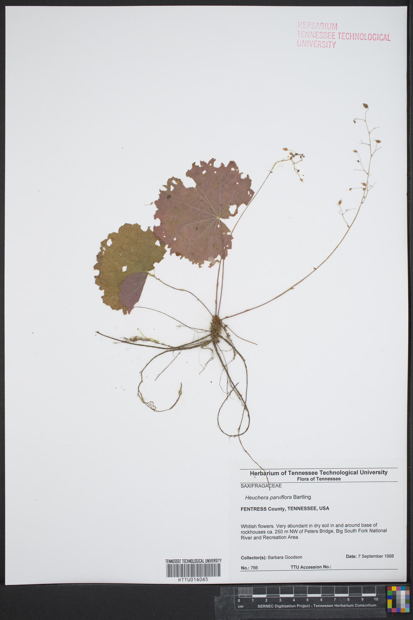 Heuchera parviflora image