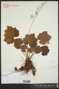 Heuchera villosa image