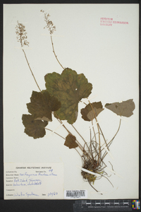 Heuchera villosa image