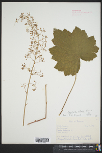 Heuchera villosa image