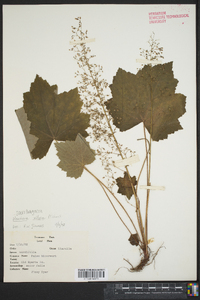 Heuchera villosa image