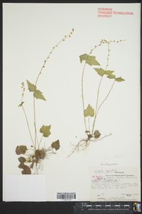 Mitella diphylla image