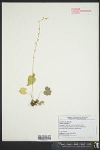 Mitella diphylla image