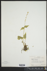 Mitella diphylla image