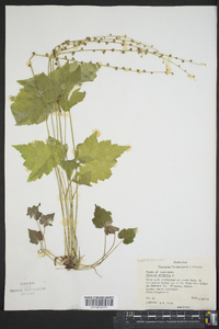 Mitella diphylla image