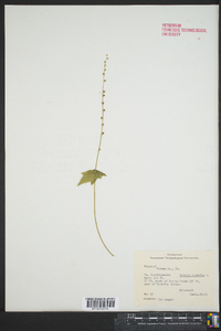 Mitella diphylla image