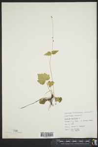 Mitella diphylla image