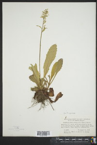 Saxifraga micranthidifolia image