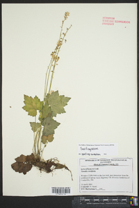 Tiarella cordifolia image