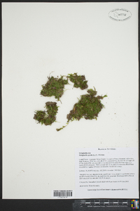 Selaginella apoda image