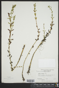 Gratiola aurea image