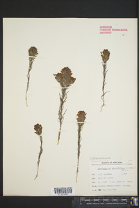 Orthocarpus tenuifolius image