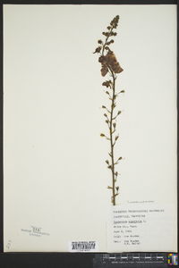 Verbascum blattaria image