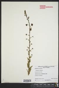 Verbascum blattaria image