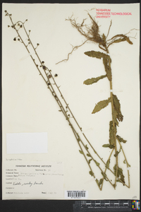 Verbascum phoeniceum image