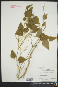 Smilax bona-nox image