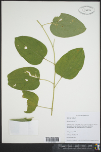 Smilax herbacea image