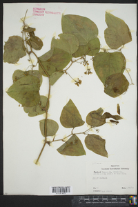 Smilax herbacea image