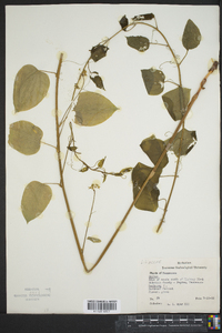 Smilax herbacea image