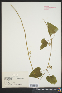 Smilax herbacea image