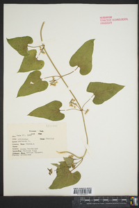 Smilax herbacea image