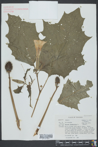 Datura stramonium image