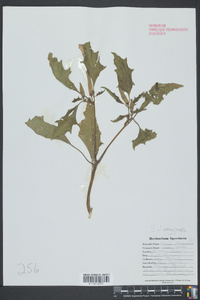 Datura stramonium image