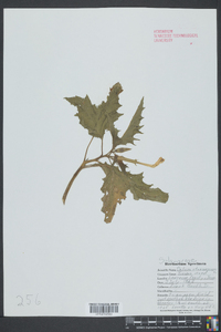 Datura stramonium image