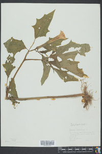 Datura stramonium image