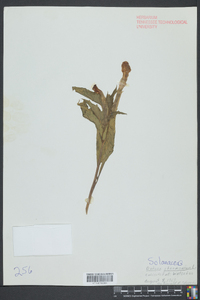 Datura stramonium image