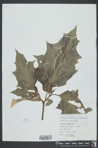 Datura stramonium image