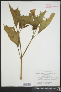 Datura stramonium image