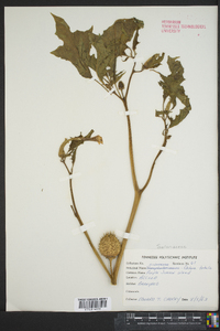 Datura stramonium image