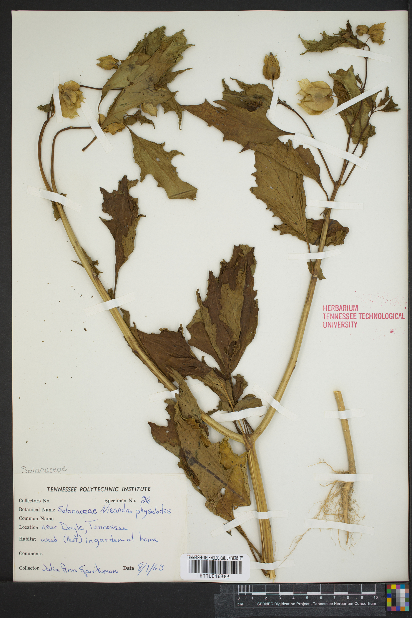 Nicandra physalodes image