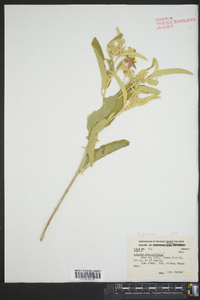 Solanum elaeagnifolium image