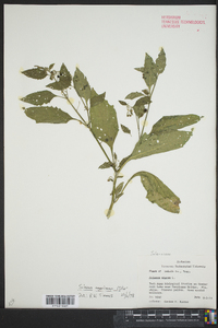 Solanum nigrum image