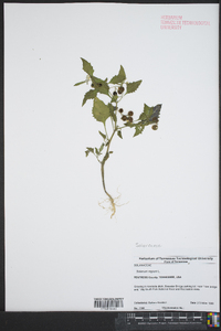 Solanum nigrum image