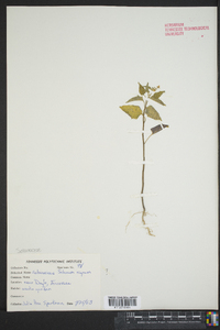 Solanum nigrum image