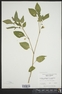 Physalis virginiana image