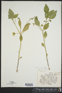 Physalis virginiana image