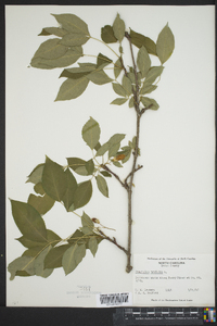 Staphylea trifolia image