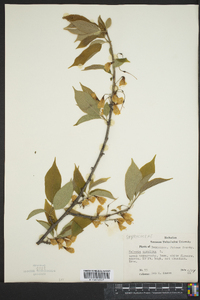 Halesia carolina image