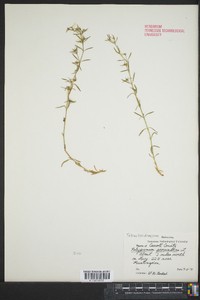 Polypremum procumbens image