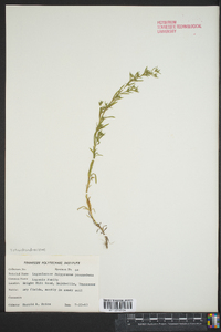 Polypremum procumbens image