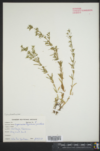 Polypremum procumbens image